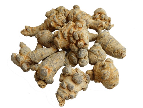 Notoginseng root